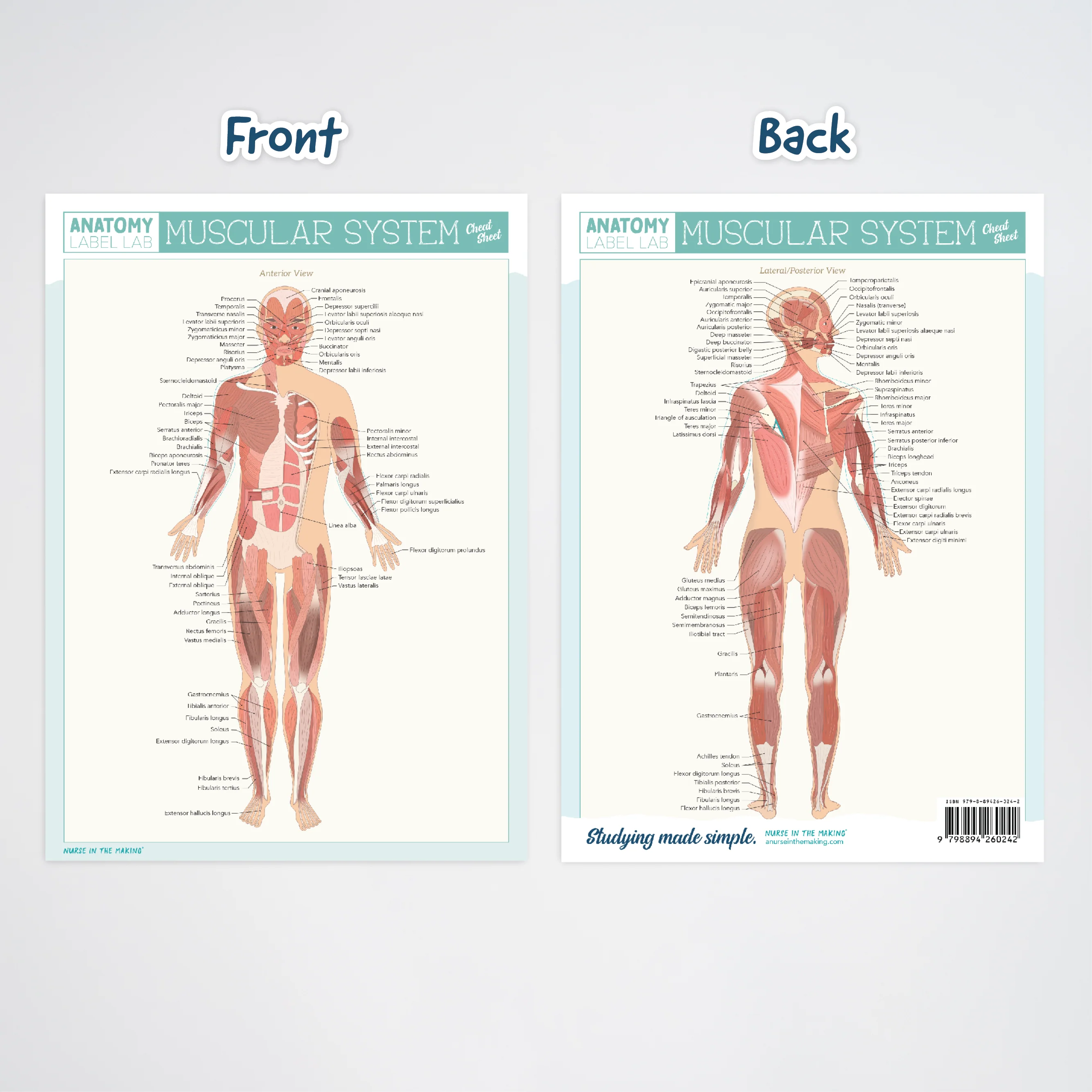 Anatomy Label Lab Cheat Sheets - Image 3