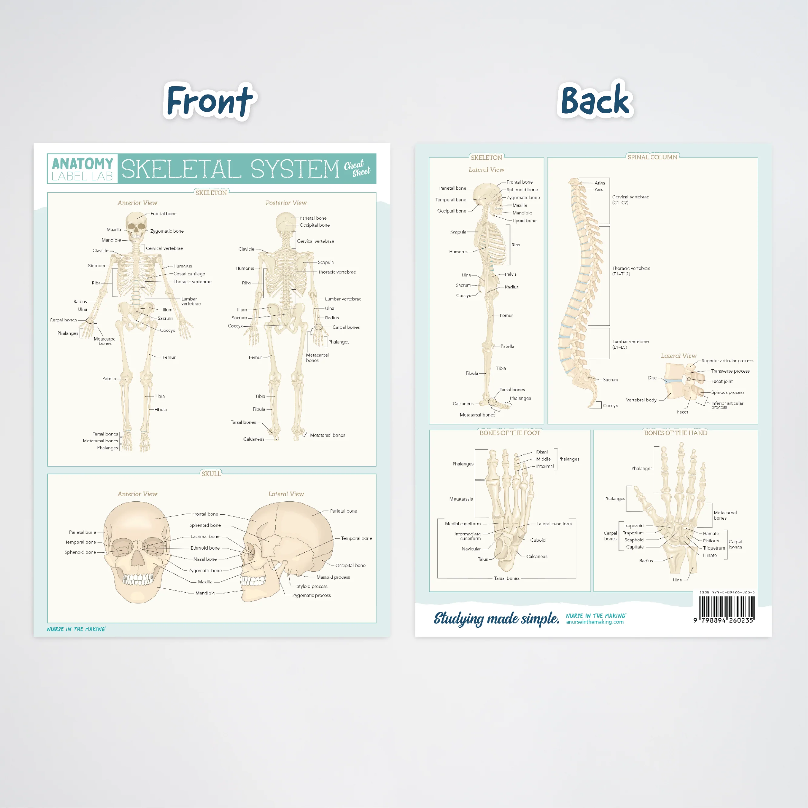 Anatomy Label Lab Cheat Sheets - Image 4