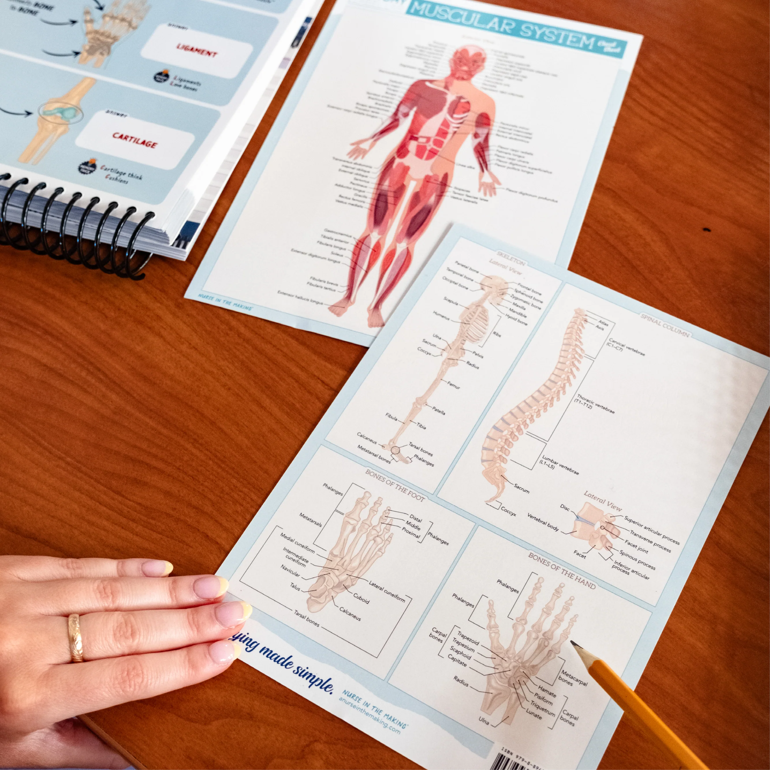 Anatomy Label Lab Cheat Sheets - Image 5