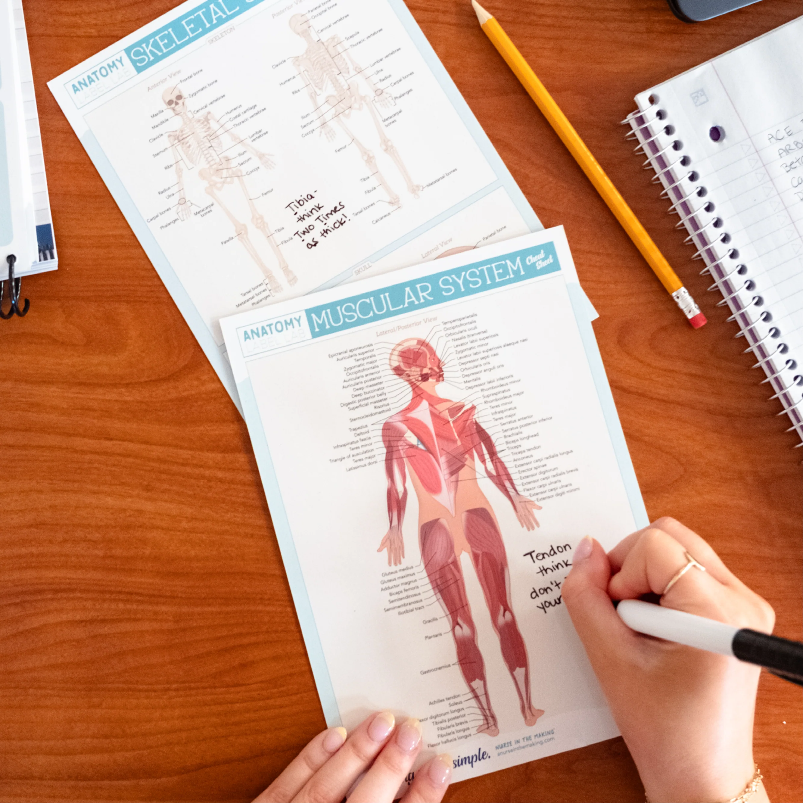 Anatomy Label Lab Cheat Sheets - Image 6