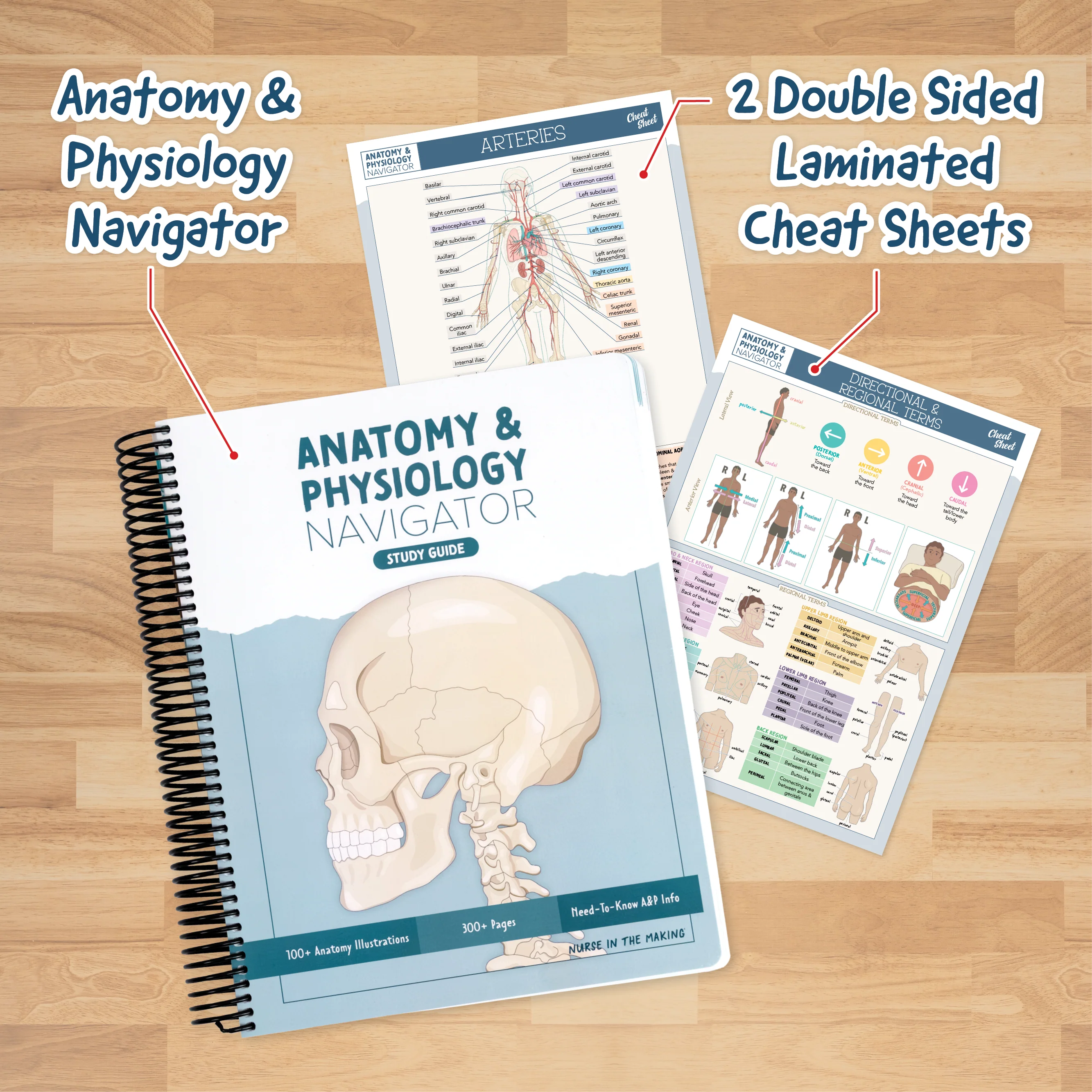 Anatomy & Physiology Navigator Kit™ - Image 4