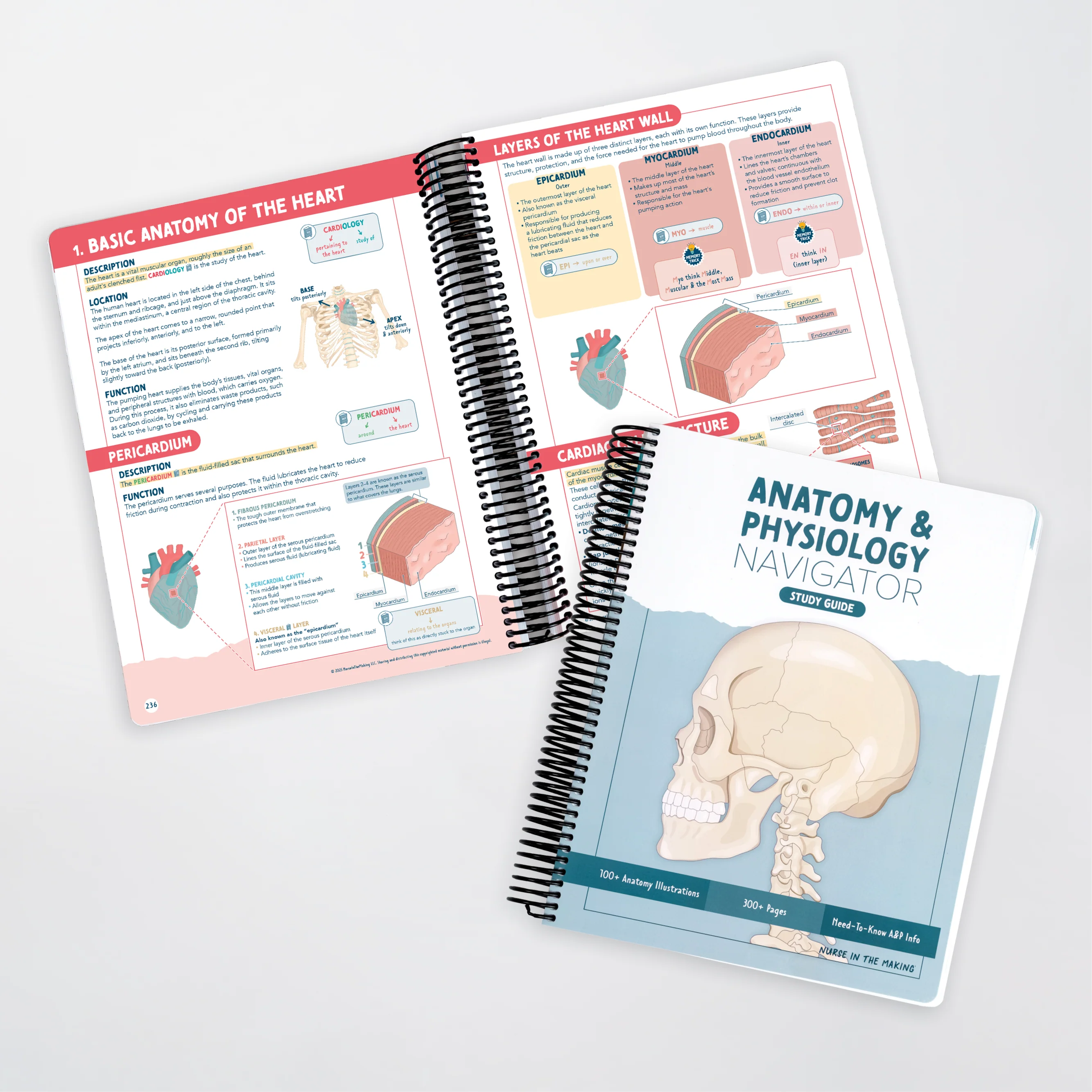 Anatomy & Physiology Navigator Kit™ - Image 6