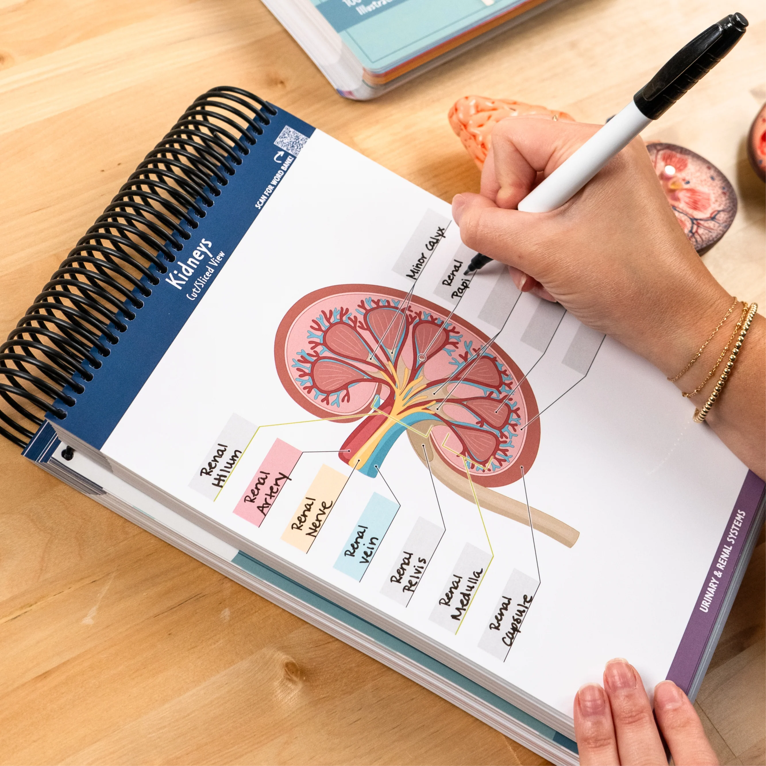 Anatomy Label Lab Workbook® - Image 3
