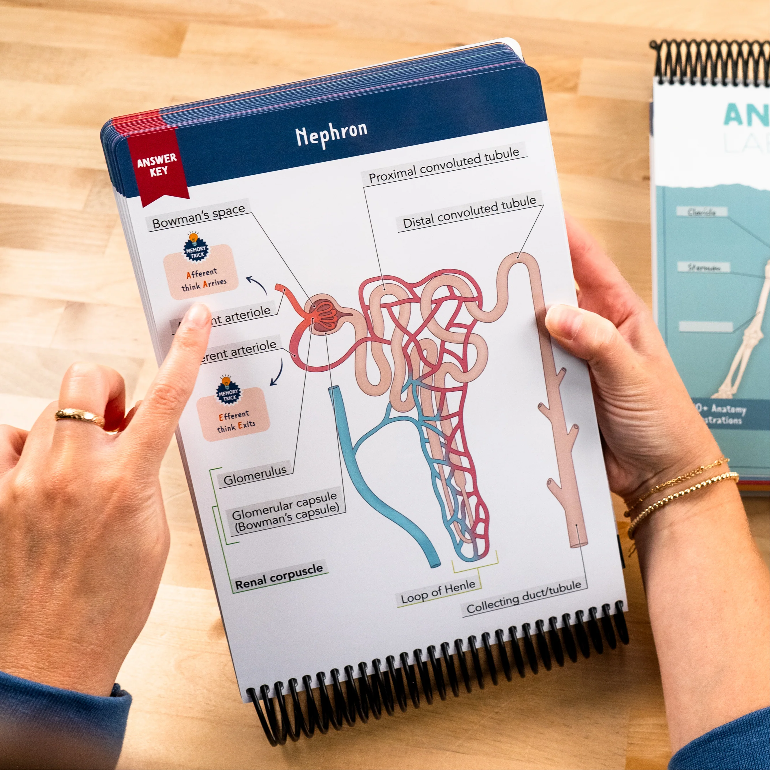 Anatomy Label Lab Workbook® - Image 4