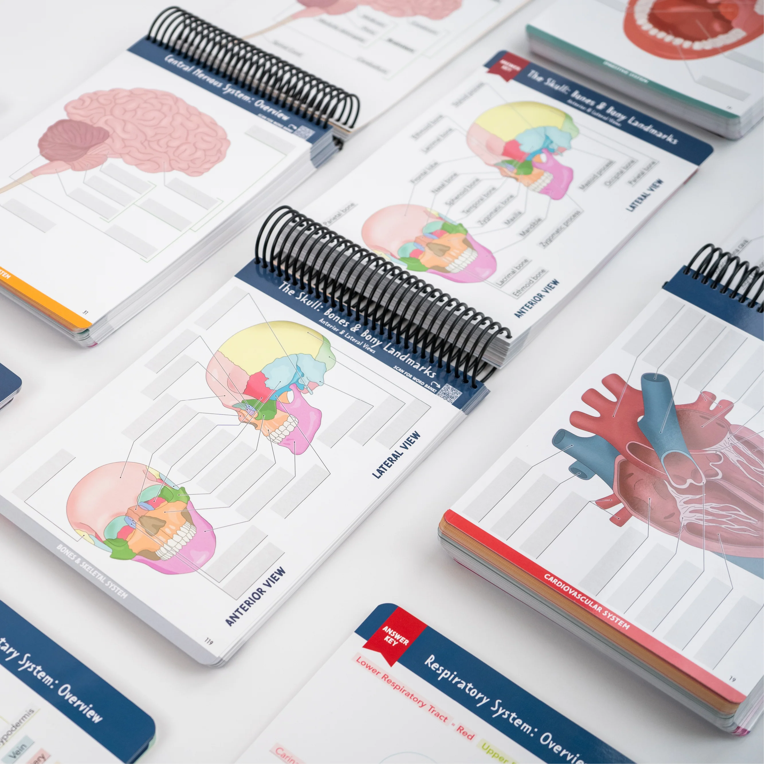 Anatomy Label Lab Workbook® - Image 7