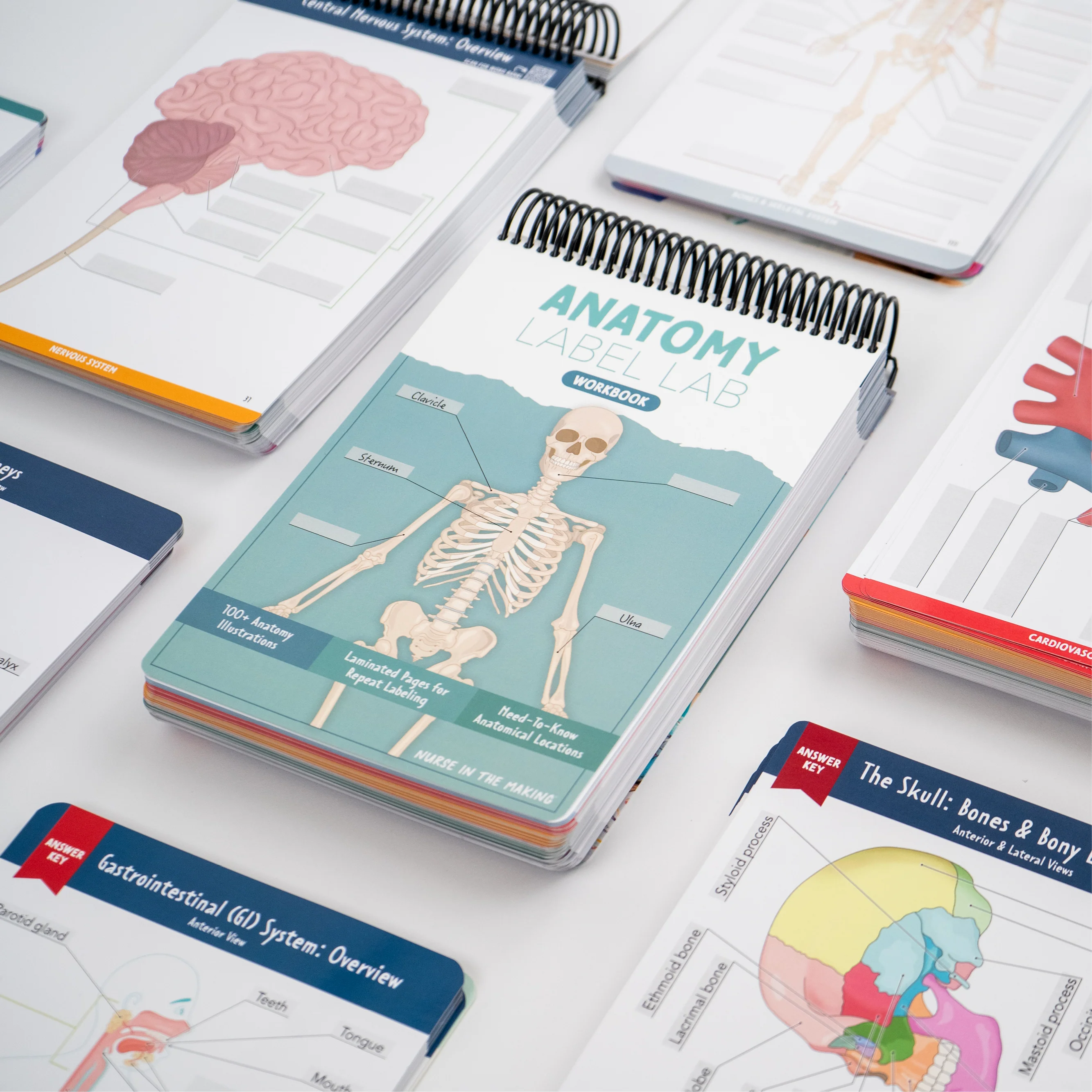 Anatomy Label Lab Workbook® - Image 8
