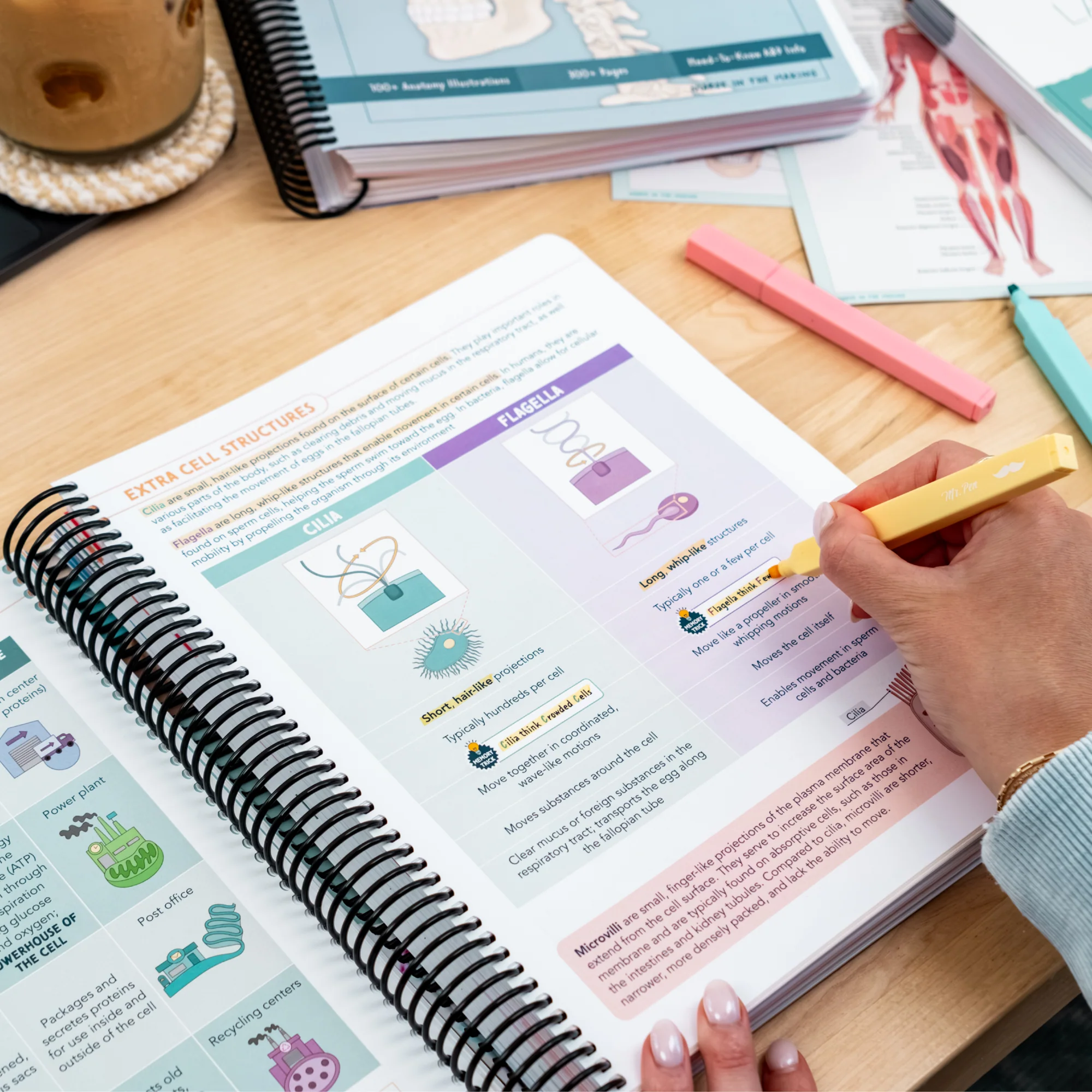 Anatomy & Physiology Navigator - Image 4